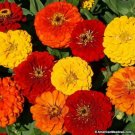 Jammas5 Zinnia- Elegans-Lava Lamp Mix- 100 Seeds