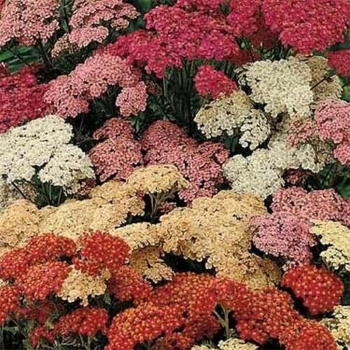 Jammas5 Yarrow- Summer Berries- Achillea- 50 seeds