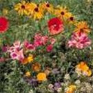 Jammas5 Wildflower Mix-1 tsp. of seeds- Approx. 800-1000 seeds