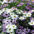 Jammas5 Swan River Daisy-Brachycome Iberidifolia- 100 Seeds
