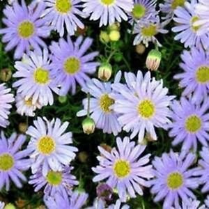 Jammas5 Swan River Daisy- White-Brachycome Iberidifolia- 100 Seeds