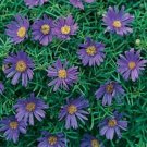 Jammas5 Swan River Daisy- Blue-Brachycome Iberidifolia- 100 Seeds