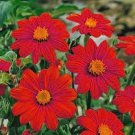 Jammas5 Sunflower- Mexican- Red- 50 Seeds