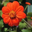 Jammas5 Sunflower- Mexican- Orange- 100 Seeds