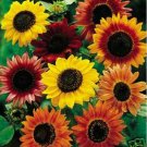 Jammas5 Sunflower- Autumn Beauty Mix- 100 Seeds
