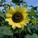 Jammas5 Sunflower- Lemon Queen- 100 Seeds