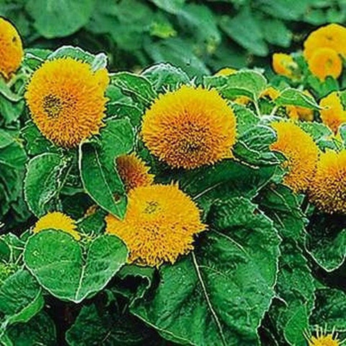 Jammas5 Sunflower-Teddy Bear (Dwarf Sungold)- 100 Seeds