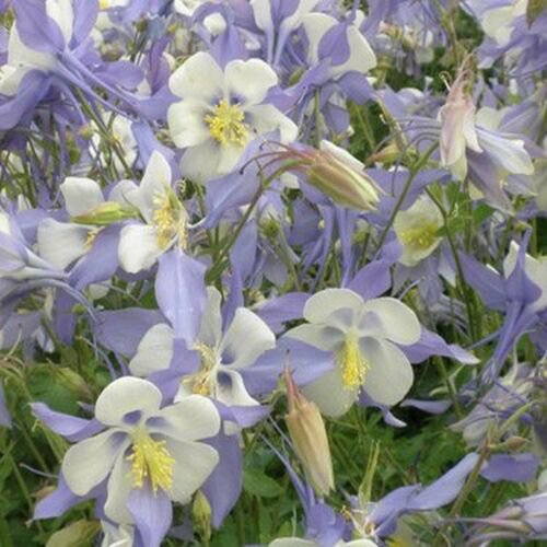 Jammas5 Columbine (Aquilegia Caerulea) Blue Star- 50 seeds