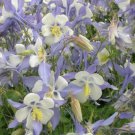 Jammas5 Columbine (Aquilegia Caerulea) Blue Star- 50 seeds