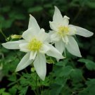 Jammas5 Columbine (Aquilegia Caerulea) Crystal Star- 50 seeds