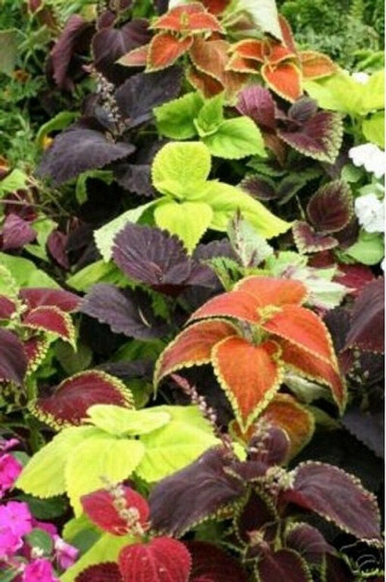 Jammas5 Coleus- Rainbow Mix- 50 Seeds
