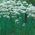 Jammas5 Garlic Chives (Allium Tuberosum)- 200 Seeds