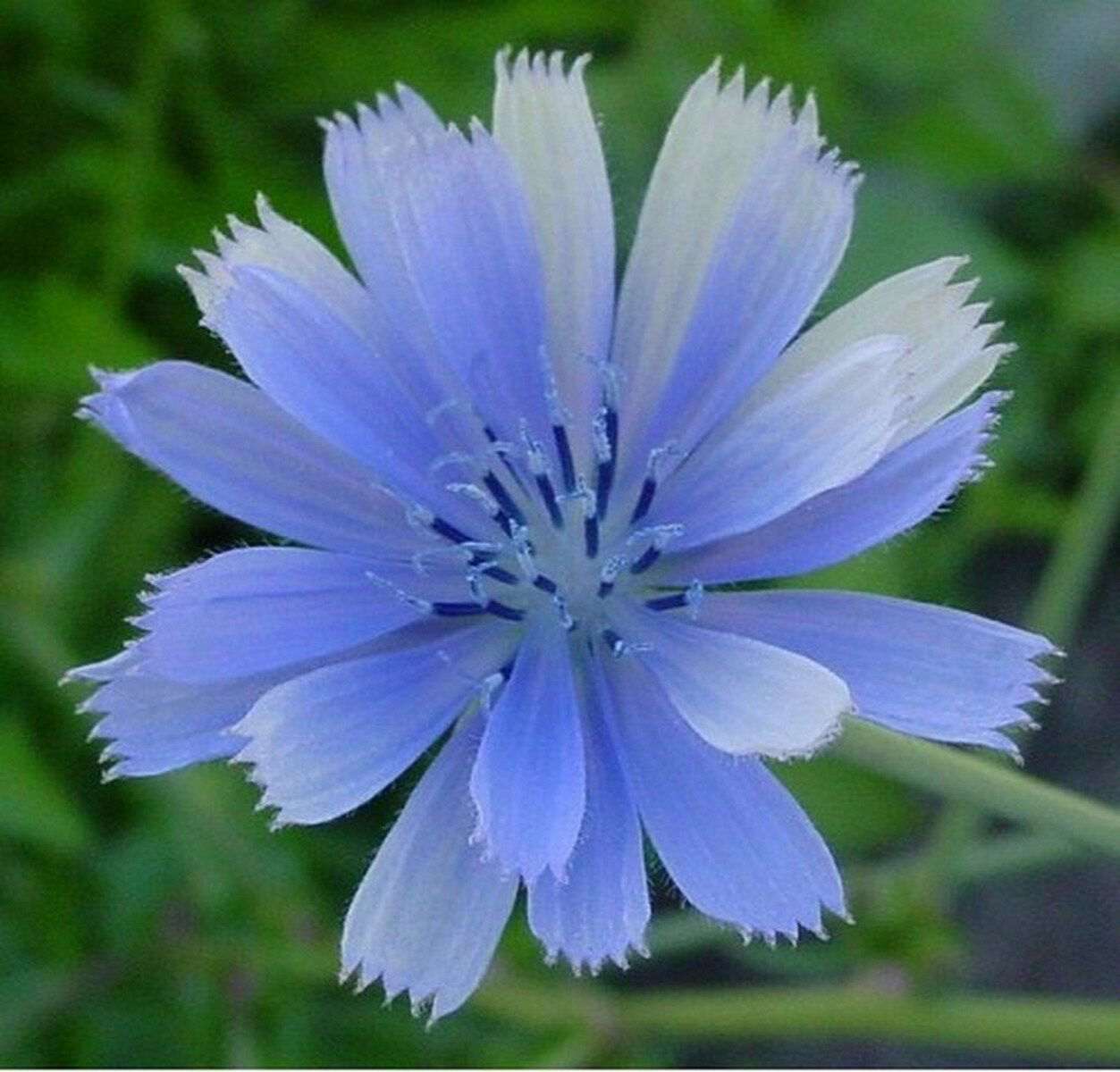 Jammas5 Chicory (Cichorium Intybus)- 400 Seeds