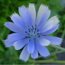Jammas5 Chicory (Cichorium Intybus)- 400 Seeds