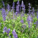 Jammas5 Chia (Salvia Hispanica)- 250 Seeds