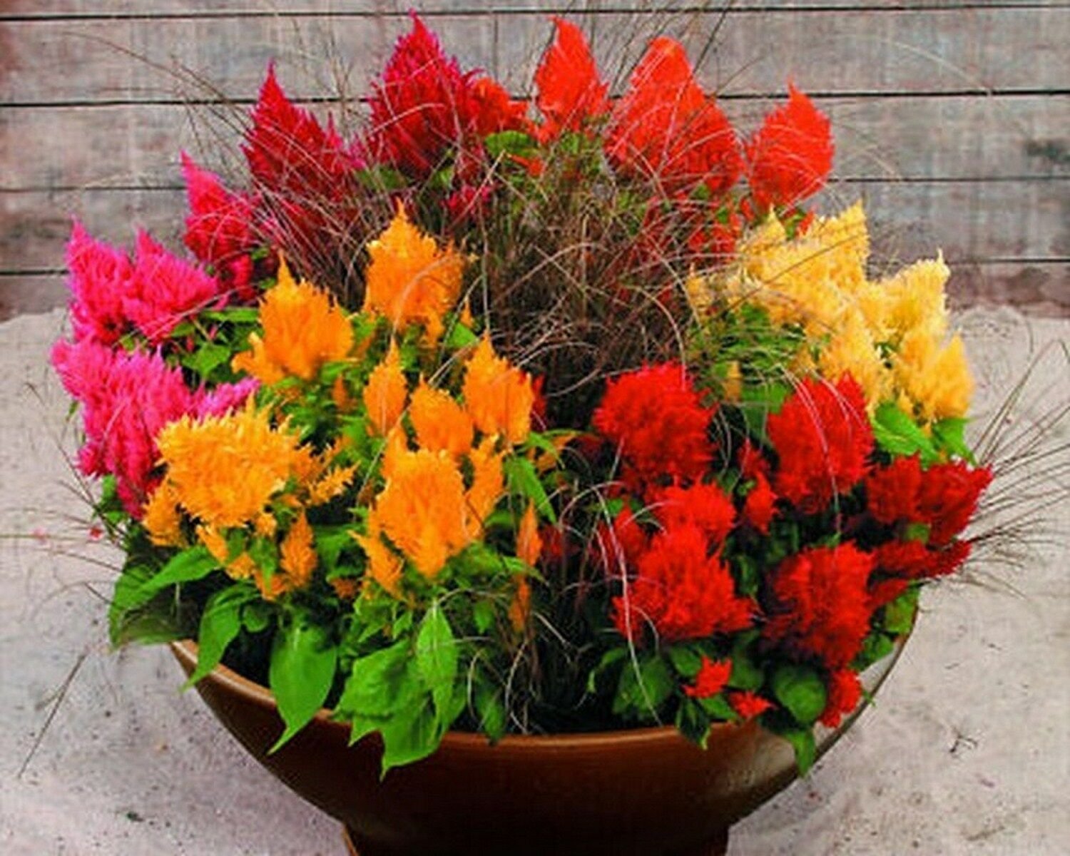 Jammas5 Celosia (Celosia Plumosa )- Mixed- 50 seeds