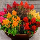 Jammas5 Celosia (Celosia Plumosa )- Mixed- 50 seeds