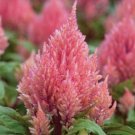 Jammas 5 Celosia (Celosia Plumosa )- Salmon -25 seeds