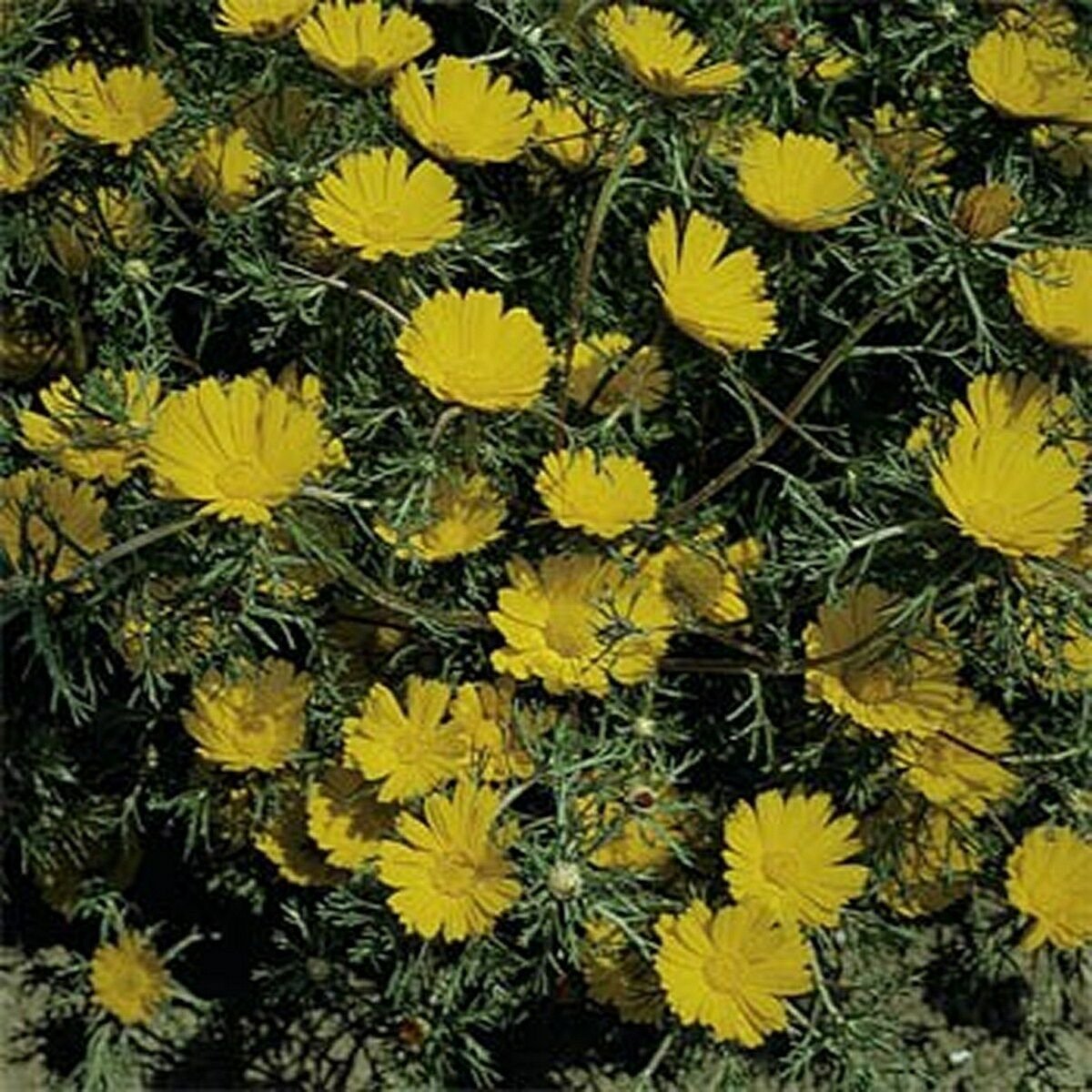 Jammas5 Cladanthus Arabicus- Palm Springs Daisy- 100 seeds