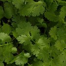 Jammas5 Cilantro (Coriandrum Sativum Santo)- 100 Seeds