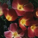 Jammas5 Poppy- Purple Gleam- 100 Seeds