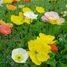 Jammas5 Poppy- Iceland Mix- 500 Seeds