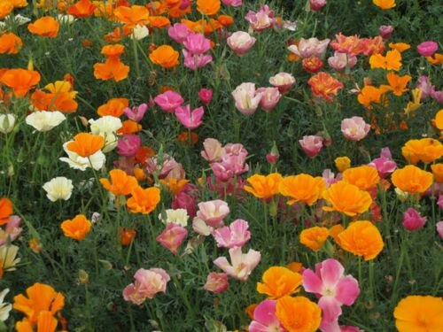 Jammas5 Poppy- Mission Bell Mix- 500 Seeds