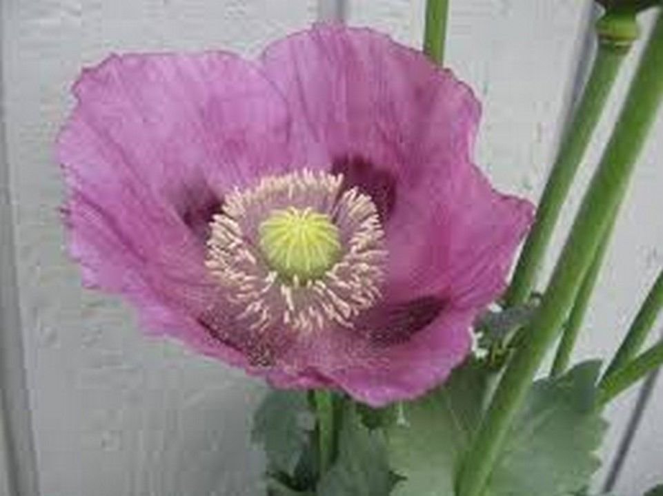 Jammas5 Poppy- Lavender- 100 Seeds