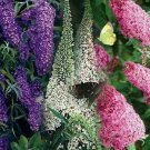 Jammas5 Butterfly Bush (Buddleia Davidii) Mix- 50 Seeds -