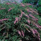 Jammas5 Butterfly Bush (Buddleia Davidii) - Violet- 25 Seeds -