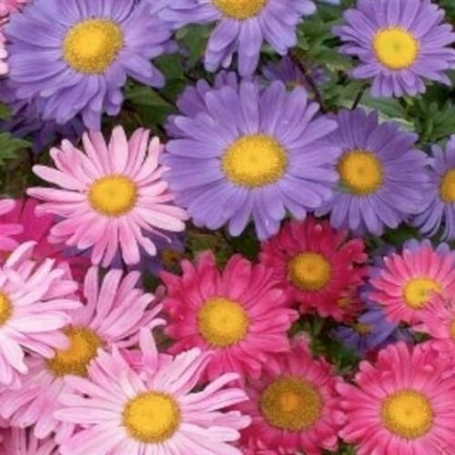Jammas5 Aster- Alpinus Single Mix- 50 Seeds