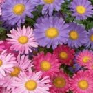 Jammas5 Aster- Alpinus Single Mix- 50 Seeds
