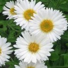 Jammas5 Aster- Alpinus - White- 50 Seeds