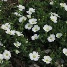 Jammas5 Arenaria Montana- 50 Seeds