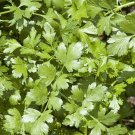 Jammas5 Arugula (Eruca Sativa)- 100 seeds