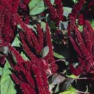 Jammas5 Amaranthus Hypochondriacus Pygmy Torch- 100 Seeds