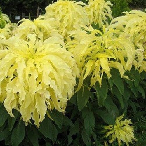 Jammas5 Amaranthus - Yellow- 100 Seeds