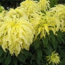 Jammas5 Amaranthus - Yellow- 100 Seeds