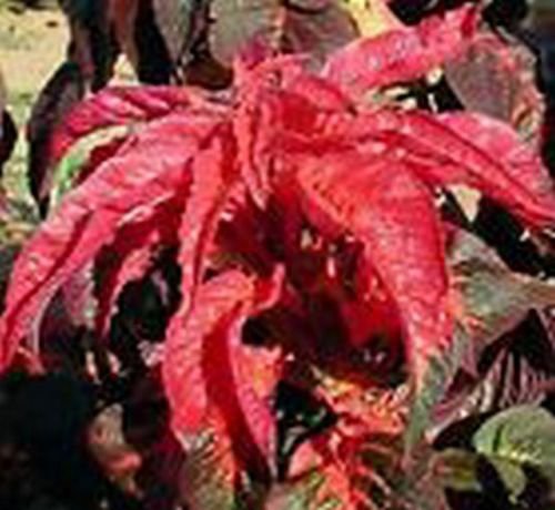 Jammas5 Amaranthus- Molten Fire- 100 Seeds