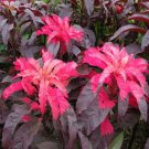 Jammas5 Amaranthus - Early Splendor- 100 Seeds