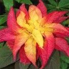 Jammas5 Amaranthus - Illumination- 100 Seeds