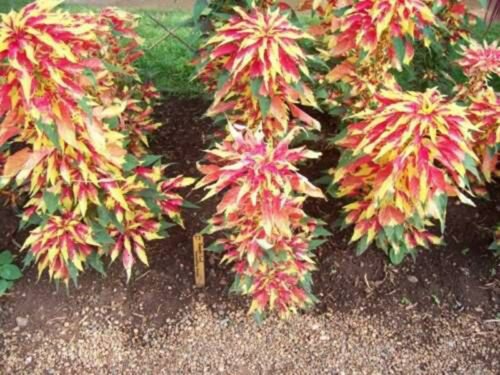 Jammas5 Amaranthus - Tri-color- Perfecta- 100 Seeds