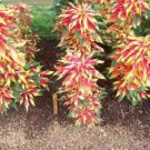 Jammas5 Amaranthus - Tri-color- Perfecta- 100 Seeds