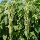 Jammas5 Amaranthus Caudatus Green tails- 100 Seeds