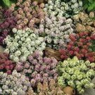Jammas5 Alyssum (Lobularia Maritima Paletta Mix)- 200 seeds