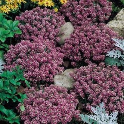 Jammas5 Alyssum (Lobularia Maritima Rosie O'Day)- 200 seeds