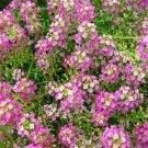 Jammas5 Alyssum (Lobularia Maritima Violet Queen)- 200 seeds
