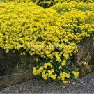 Jammas5 Alyssum- Basket of Gold- 100 seeds