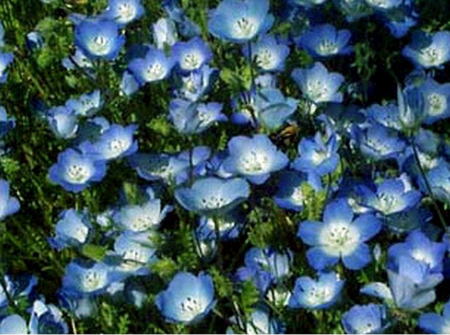 Jammas5 Baby Blue Eyes (Nemophila Menziesii)- 200 Seeds -