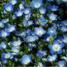 Jammas5 Baby Blue Eyes (Nemophila Menziesii)- 200 Seeds -